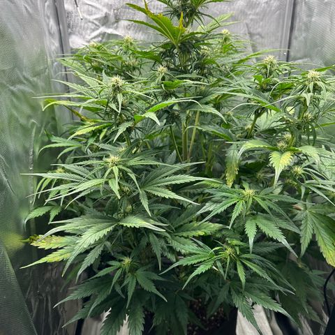 Bubbles growlog timeline photo