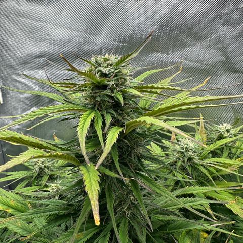 Bubbles growlog timeline photo