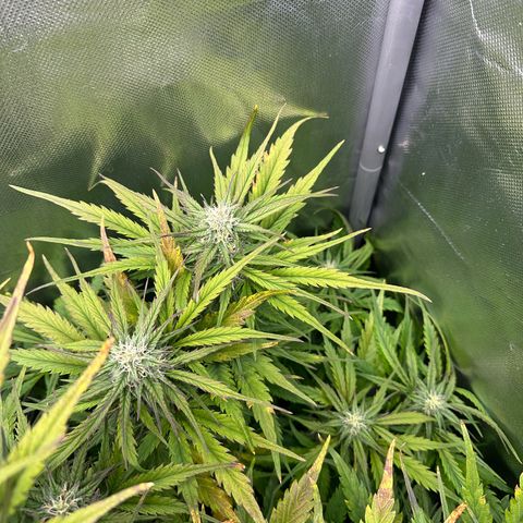 Bubbles growlog timeline photo