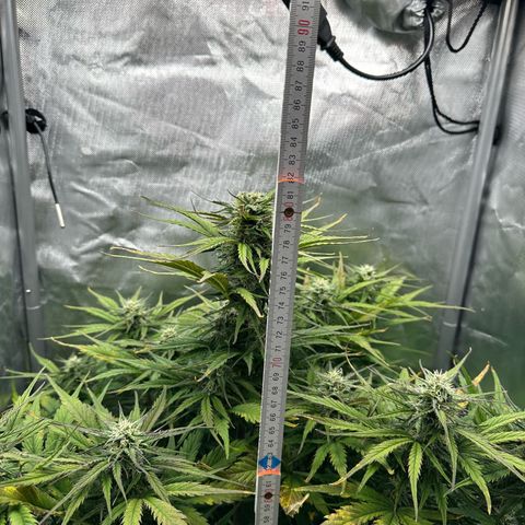 Bubbles growlog timeline photo