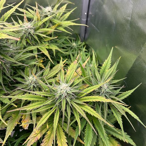 Bubbles growlog timeline photo