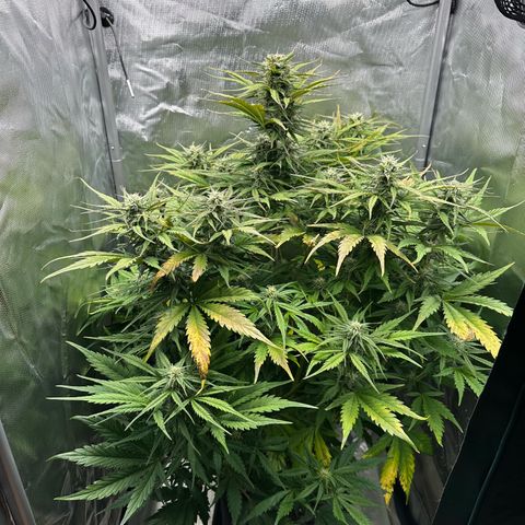 Bubbles growlog timeline photo