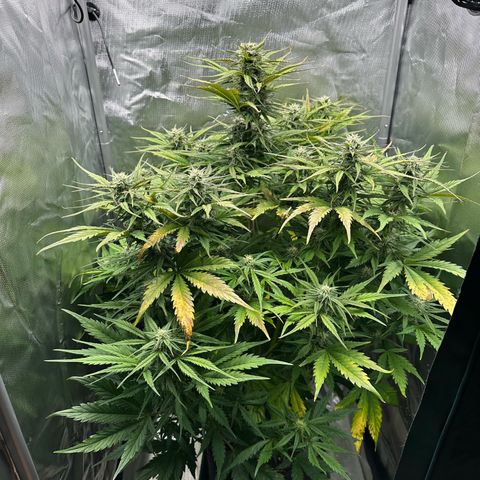 Bubbles growlog timeline photo