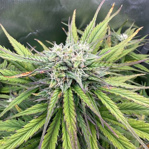 Bubbles growlog timeline photo