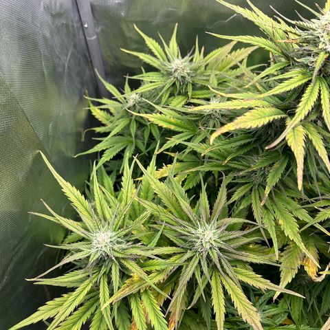 Bubbles growlog timeline photo