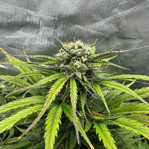Bubbles growlog timeline photo