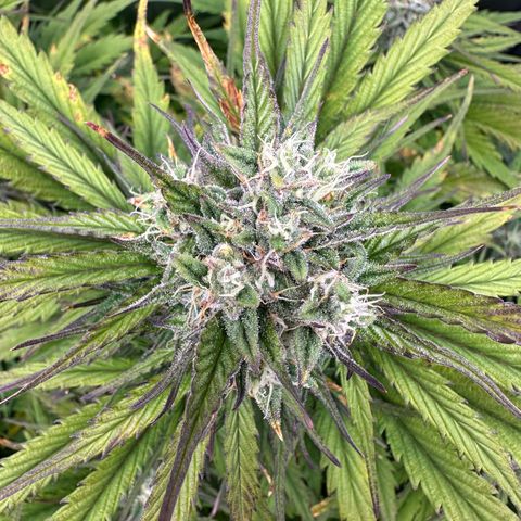 Bubbles growlog timeline photo