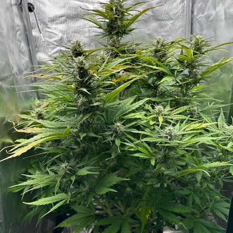 Bubbles growlog timeline photo