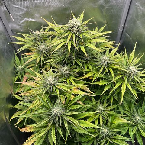 Bubbles growlog timeline photo