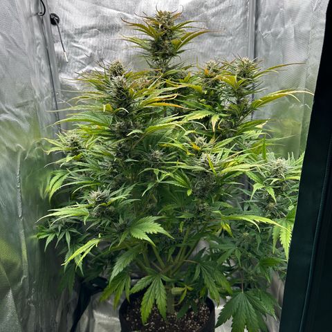 Bubbles growlog timeline photo