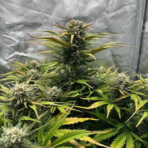Bubbles growlog timeline photo