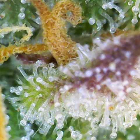 Bubbles growlog timeline photo