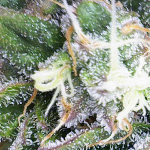 Bubbles growlog timeline photo