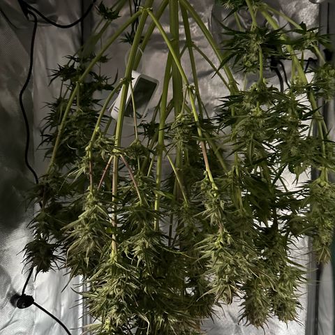 Bubbles growlog timeline photo