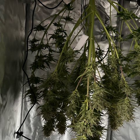 Bubbles growlog timeline photo