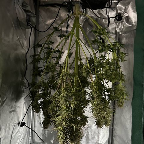 Bubbles growlog timeline photo