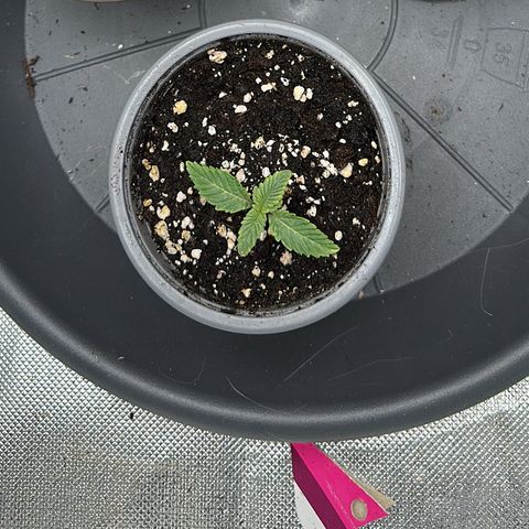 200% growlog timeline photo