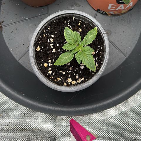 200% growlog timeline photo