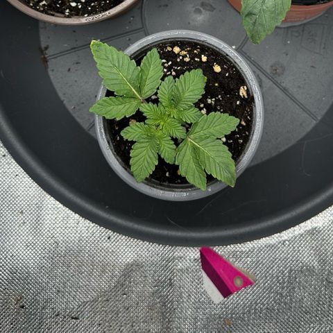 200% growlog timeline photo
