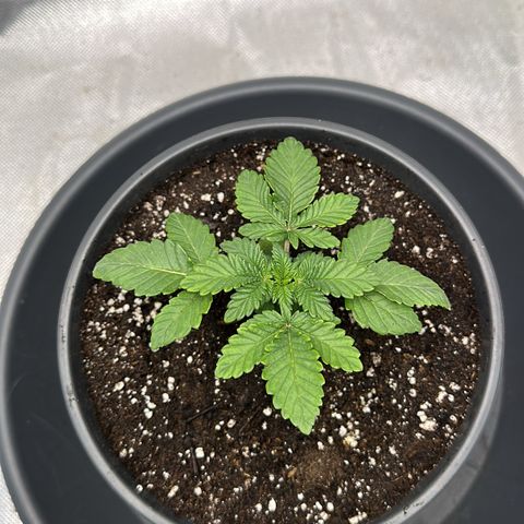 200% growlog timeline photo