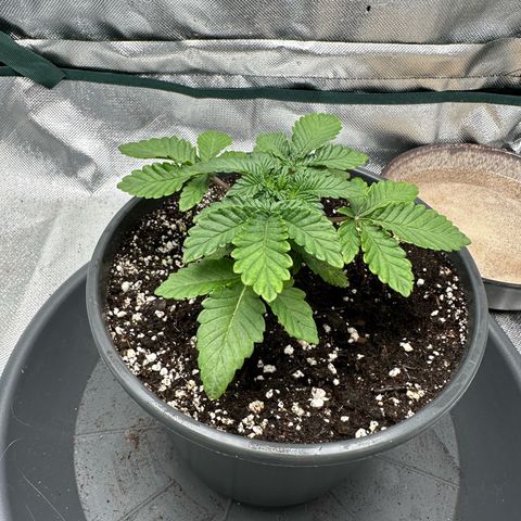 200% growlog timeline photo