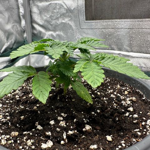 200% growlog timeline photo