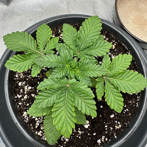 200% growlog timeline photo
