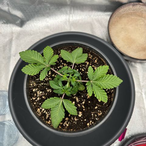 200% growlog timeline photo
