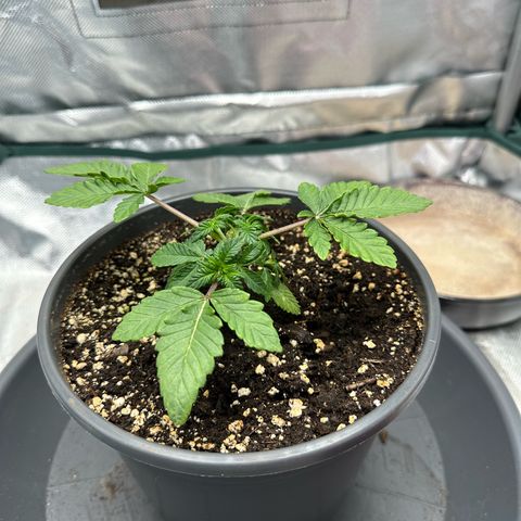 200% growlog timeline photo