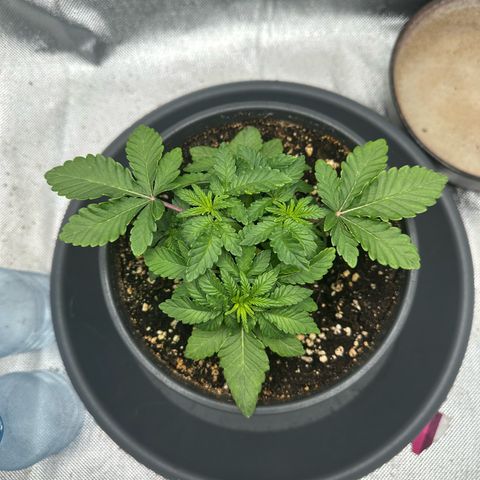 200% growlog timeline photo