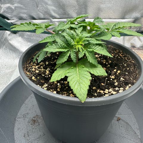 200% growlog timeline photo