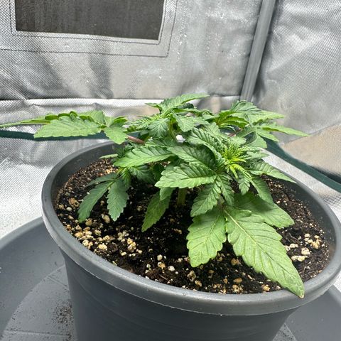 200% growlog timeline photo