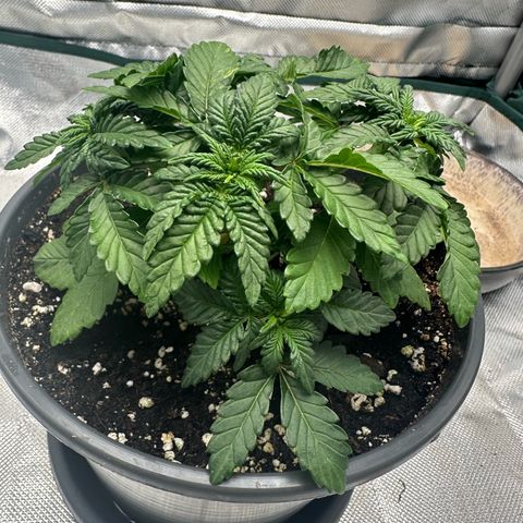 200% growlog timeline photo