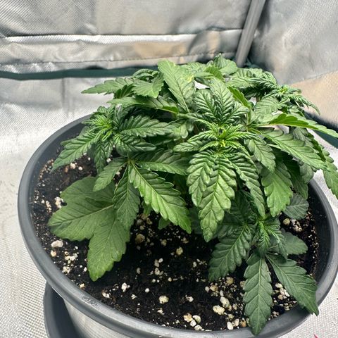 200% growlog timeline photo