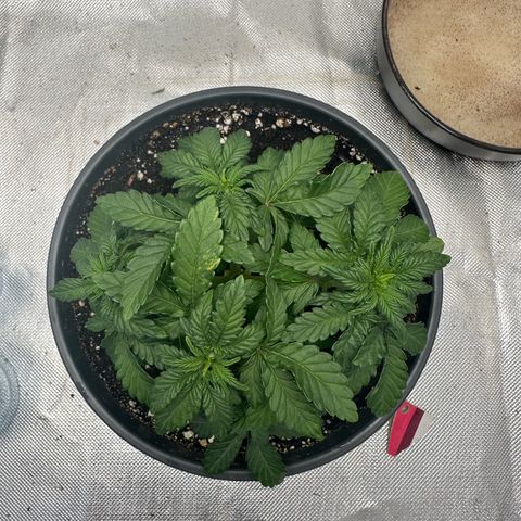 200% growlog timeline photo