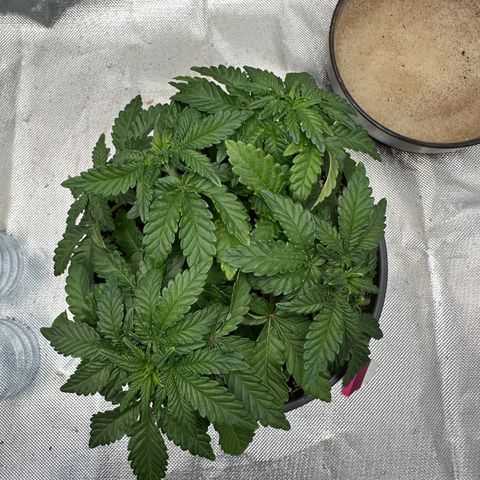200% growlog timeline photo