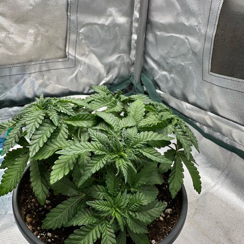 200% growlog timeline photo