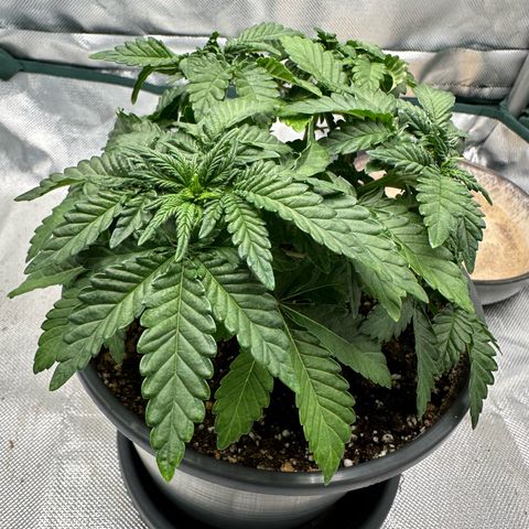 200% growlog timeline photo