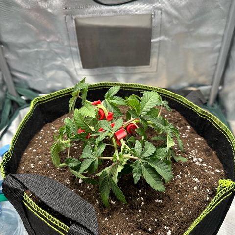 200% growlog timeline photo