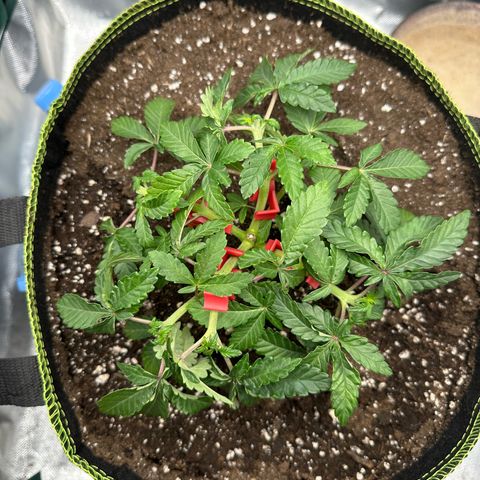 200% growlog timeline photo