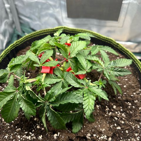 200% growlog timeline photo
