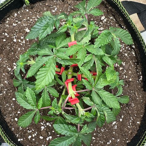 200% growlog timeline photo