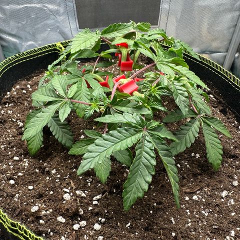 200% growlog timeline photo