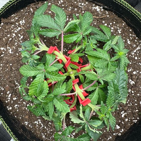 200% growlog timeline photo