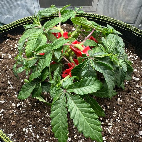 200% growlog timeline photo