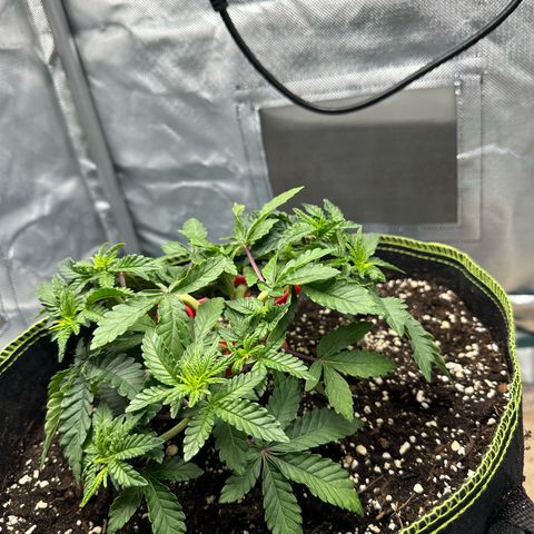200% growlog timeline photo