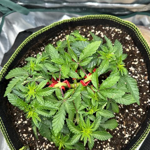 200% growlog timeline photo