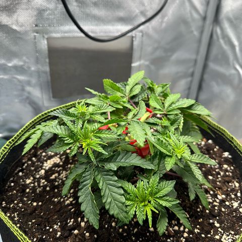 200% growlog timeline photo