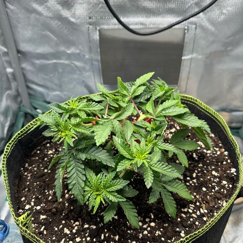 200% growlog timeline photo
