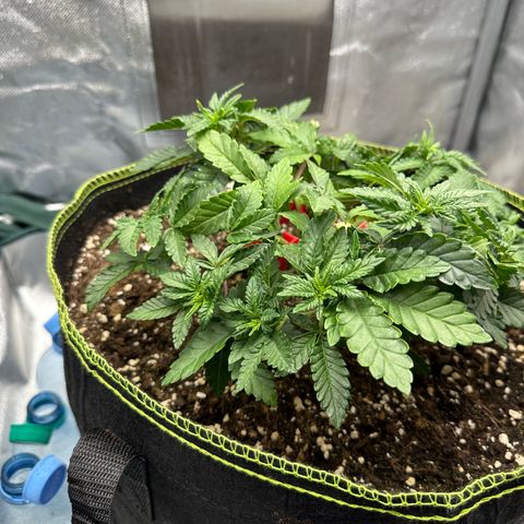 200% growlog timeline photo